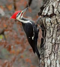 Pileated Woodpecker Wikipedia