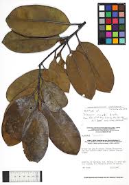 Image result for Diospyros sp. no. 1 sensu FZ