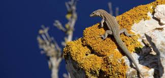 Resultado de imagen para isla de la dragonera mallorca