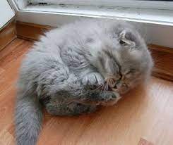 kedilerin profesyonel uykucu oldugunu kanitlayan 22 mincirilasi derecede tatli kedi pucca cute kittens kedi ve kedi esprileri