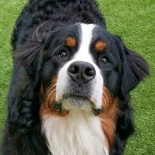 Check spelling or type a new query. Hudson Vuso The Bernese Mountain Dogs On Twitter Vuso Is Helping Hoomum Write A Paper Today His Main Contribution So Far Is Deleting Random Sentences That He Doesn T Agree With Workingfromhome