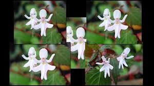 Image result for Impatiens bequaertii