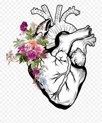 We did not find results for: Heart Anatomy Tumblr Flower Flowers Real Heart Drawing Png Flowers Transparent Tumblr Free Transparent Png Images Pngaaa Com