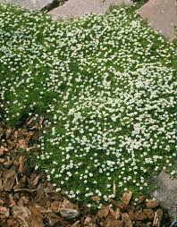 Image result for Sagina