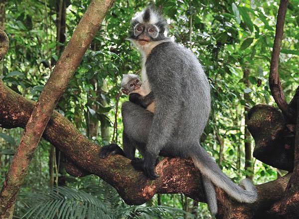 Hasil gambar untuk Monyet PresbytisThomasi