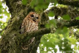 Chouette Une Hulotte Nature D Ici Et D Ailleurs