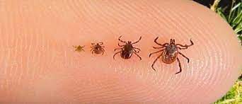 A deer tick usually has a life span of 2 while wood ticks do not carry lyme disease, they do carry other diseases and can cause tick paralysis. What You Really Need To Know About Lyme Disease In Nova Scotia