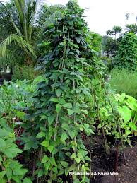 Image result for Vigna oblongifolia