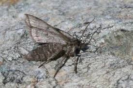 Image result for Macaria fusca