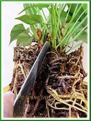 Propagating Our Pink Anthurium A Dwarf Variety By Division Step 1 Anthurium Anthurium Plant Propagating Plants