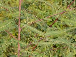 Image result for Sesbania sesban