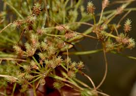 Image result for Fimbristylis squarrosa