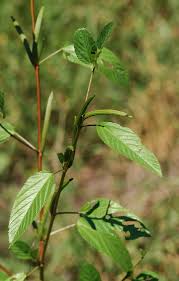 Image result for Corchorus olitorius