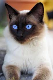 Traditional siamese kittens & traditional balinese kittens for sale. Siamese Cat Types