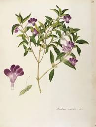 Image result for Acanthaceae