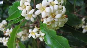 Stop Invasive Plants Sustainable Gardening Australia
