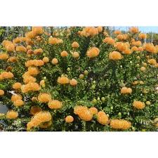 Image result for Leucospermum