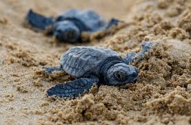40 Adorable Pictures Of Baby Turtles Reader S Digest