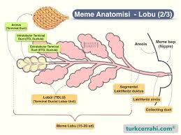 Meme Hastaliklari Belirtileri Tanisi Tedavisi Turkcerrahi Com