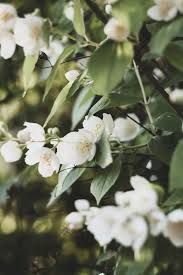 Image result for Jasminum schimperi