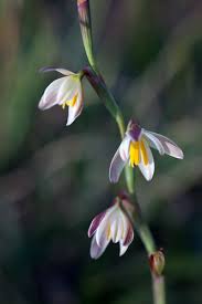 Image result for Hesperantha ballii