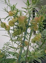 Balloon Plant Milkweed Seeds For Butterfly Gardens Plants Milkweed Seeds Milkweed
