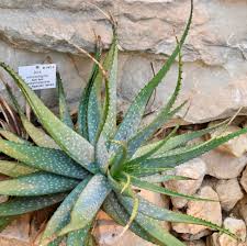 Image result for Aloe bicomitum