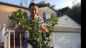 Wide branch angles are strong, with less breakage, and open trees for better fruit color. Training Fruit Tree Branches Using Water Bottle Weights Wood Stakes Iv Organic Tree Paint Youtube