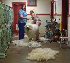 Type 'salon near me' in the google maps to find the nearest salons marked on google. Groomer Gets Tired Of People Asking Why Their Services Cost More Than A Hairdresser Puts Hilarious Poster For Customers Bored Panda