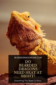 What kind of light does a pet lizard need? Do Bearded Dragons Need Heat At Night Bearded Dragon Tank