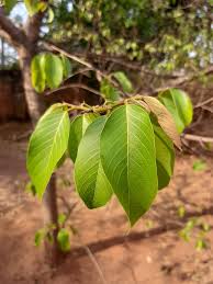 Image result for Bridelia cathartica