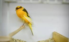 Pin Di 10 Jenis Kenari Yang Paling Bagus Suaranya Untuk Lomba