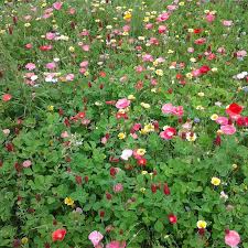 Maybe you would like to learn more about one of these? Butterfly And Hummingbird Wildflower Seed Mix High Country Gardens