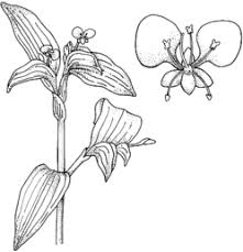 Image result for Commelina benghalensis
