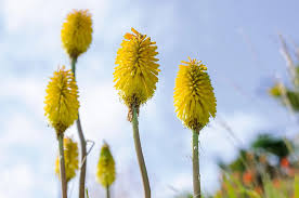 Image result for Kniphofia princeae
