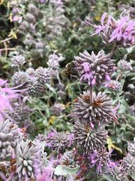 Image result for Salvia stenophylla