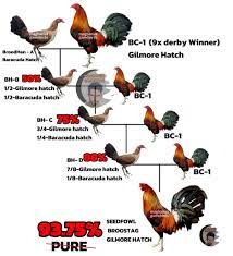 BREEDING CHART ⭐😍 (SEEDFOWL GILMOREHATCH) 93.75 Pure. 🙂. #breedingseason2025 #gamefowlbreeder #gamefowlbreeding #chicken #breedingchart