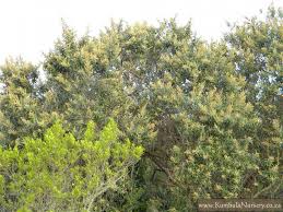 Image result for Brachylaena huillensis