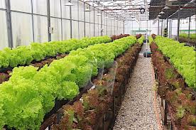 Konsep rumah green house green house merupakan bangunan yang secara khusus atau sengaja baca juga : Teknologi Pertanian Hasil Empat Kali Ganda Blog Rasmi Mardi