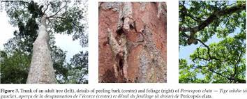 Image result for Pericopsis