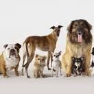 10 Most Popular Dog Breeds - AKC Best Dogs 2020