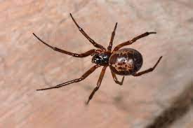 False widows (steatoda sp.) are sometimes confused for black widow spiders (latrodectus sp.) and are mistakenly thought to be as dangerous. How Weird Weather Is Fuelling Explosion Of Venomous False Widow Spiders Whose Bites Are Crippling Brits Find Out If Your Area Is At Risk