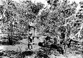 Feb 04, 2021 · with regard to market fundamentals, total coffee production increased from 133.99 million bags in 2010/11 to approximately 171 million bags in 2018/19. Coffee Production In Kenya Wikipedia