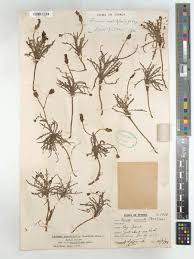 Image result for Launaea rogersii