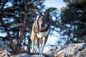 Image result for západosibiřská lajka