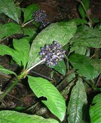 Image result for Psychotria ealaensis