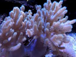 Image result for Coral Blue 1989 Colt