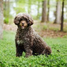 Two varieties, both single coats—curly has compact, cylindrical curls, somewhat lusterless/wavy falls gently in waves, has slight sheen colors: Portuguese Water Dog Breed Description Dogbible