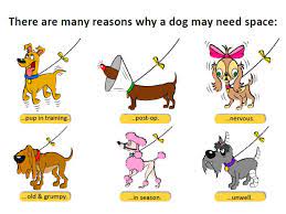 What Does A Yellow Ribbon On A Dog Mean Baxterboo