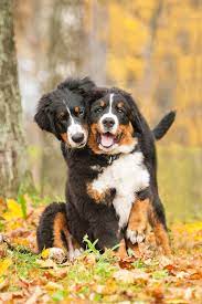 Berner's natural hair growth cycle adapts with varied seasons. Bernese Mountain Dog Dogs Breed Information Omlet
